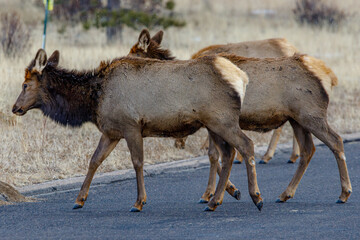 pair of cow elk cross a road with light snow falling