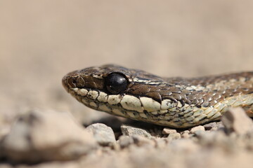 Culebra de cola larga (Philodryas chamissonis)