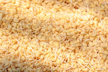 Raw Organic Mung Bean Sprout