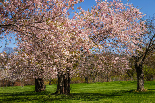 pink cherry trees blooming in the spring time