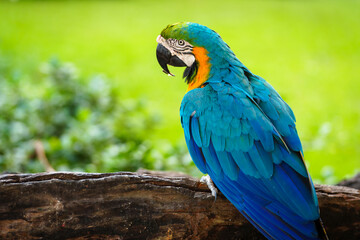 blue-and-yellow macaw (Ara ararauna), also known as the blue-and-gold macaw on wood tree branch