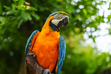 blue-and-yellow macaw (Ara ararauna), also known as the blue-and-gold macaw on wood tree branch