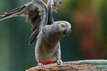 African grey parrot (Psittacus erithacus) on wood tree branch. bird flaps its wings