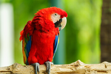 scarlet macaw (Ara macao), red parrot on wood tree branch