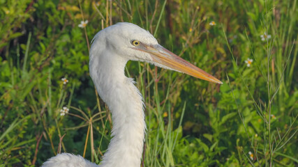 a close up of the head of a great egret at the everglades national park in florida, usa