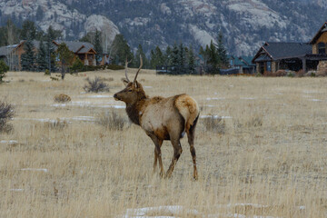 Bull elk stands in a snowy fiel;d with mountains and houses in the background