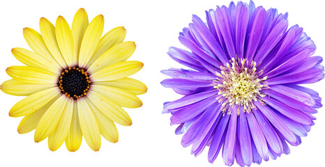 아스타,아크리칸 데이지