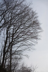 Fototapeta na wymiar 木と空　冬の朝の寂しい景色