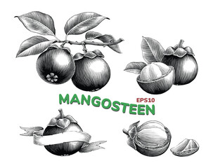 Mangosteen hand drawing vintage engraving style black and white clip art - 706794507