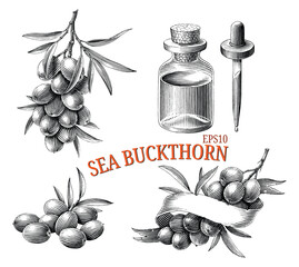 Sea buckthorn hand drawing vintage engraving style black and white clip art