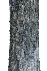 Large tree trunk isolated on white background.Selection focus.