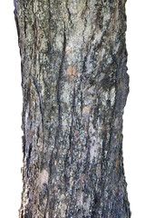 Large tree trunk isolated on white background.Selection focus.