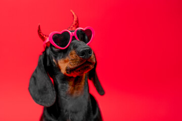 Dachshund dog wearing heart-shaped glasses with shiny masquerade horns looks up with superiority on red background Party valentines day, halloween, romantic dates Pet camouflage wearing sunglasses - obrazy, fototapety, plakaty