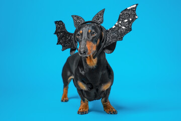 Dachshund dog in exquisite dragon costume, black shiny wings, ear standing half-turned on blue background, looking mysteriously sad Costume party, Halloween celebration in costume Pet in fancy clothes