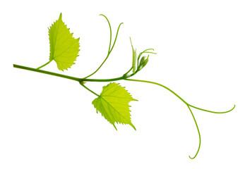 Grape branch . Vine with green fresh leaves and tendrils. Grapevine. on transparent, png. green leaf close-up