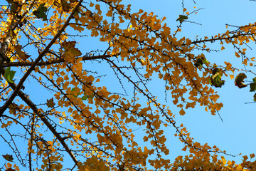 Golden Butterfly Petals
