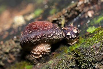 Natural Shiitake mushroom baby growing in the forest wood bark (Natural light and strobe macro close-up photo)