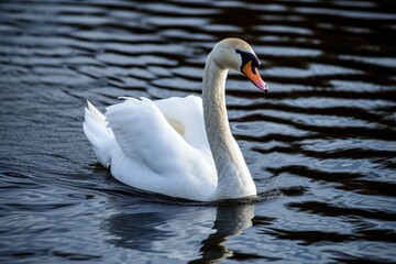 An elegant white swan swimming gracefully