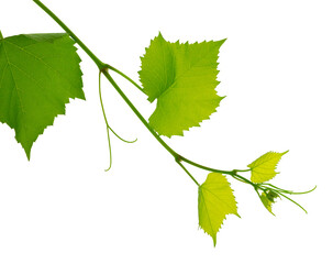Grape branch with green leaves and tendrils on transparent, png. Grapevine. Sprig with leaves of...