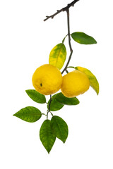 葉の裏側から見た黄色いユズの果実　Citrus junos