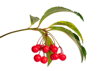 マンリョウの赤い果実　Ardisia crenata