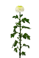 Obraz premium 淡緑色のピンポンマム Chrysanthemum morifolium