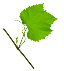 Green fresh grape leaf. Grape leaves vine branch with tendrils and young leaves. Small grape branch on transparent, png
