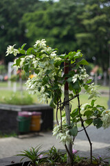 close up of the porana volubilis plant in the garden