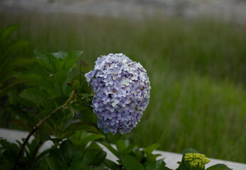 close up of Hydrangea macrophylla flowers in the garden