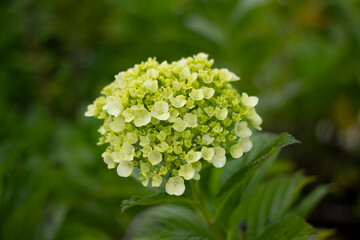 close up of wild Hydrangea plant