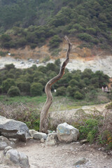 close up of dead tree