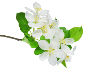 Blossoming apple tree. White apple blossom. Spring .on transparent, png . spring background of a blossoming fruit tree