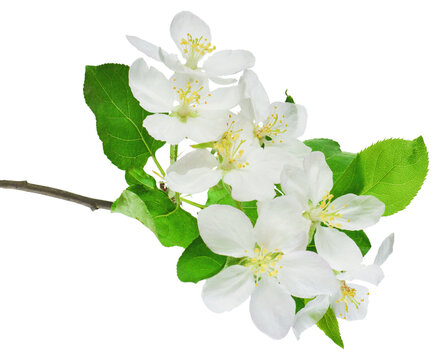 Blossoming apple tree. White apple blossom. Spring .on transparent, png . spring background of a blossoming fruit tree