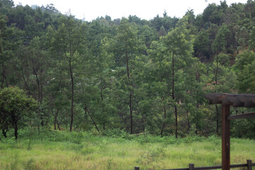 beautiful pine tree landscape view