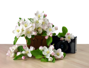 Retro camera and cherry blossom. Cherry branch. Spring flowering tree branch, design element. transparent, png