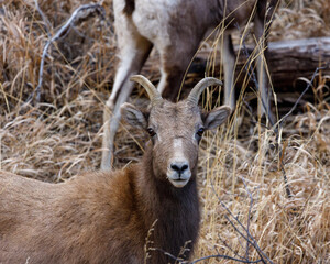 bighorn sheep sits on a hill