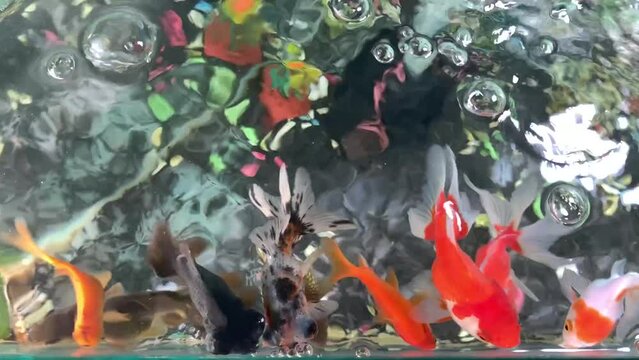 goldfish in aquarium swimming in the water surface