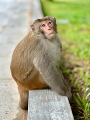 Monkey, Vietnam