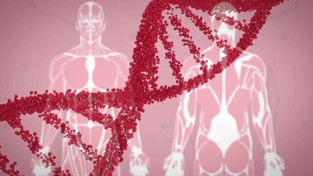 Animation of dna strand spinning and human body on red background