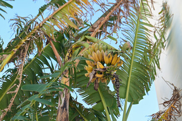 Fototapeta premium banana tree with bananas near a residential complex 2