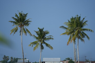 Coconut trees in the middle of rice field
