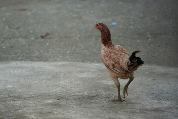 Village chickens looking for food