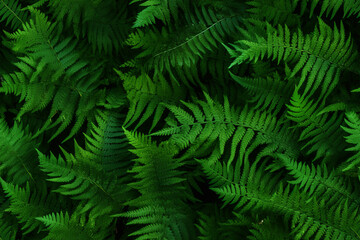 Fototapeta na wymiar fern plants background wall texture pattern seamless