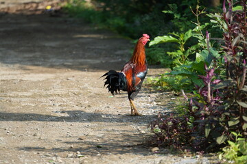 Village chickens looking for food