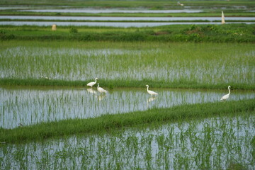 Obraz na płótnie Canvas Cranes are looking for food in the middle of the rice fields