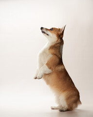 An attentive Welsh Corgi dog stands on hind legs, gazing upwards with ears perked, showcasing its stature against a light backdrop