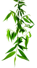 Green leaves fly with a gust of wind. Green leaves wave. Leaf falling. Vegan, eco, organic design element.on transparent, png