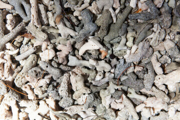Coral on beach background, textures