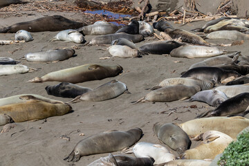 Elephant seals (Mirounga angustirostris) on the beach, just north of Cambria California. 
