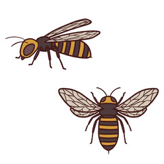 リアルな蜂のイラスト